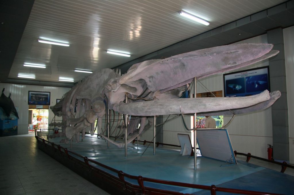 скелет кита